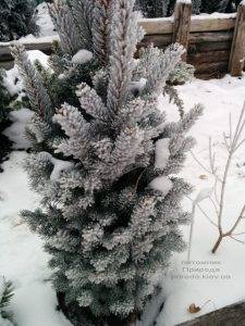 Питомник растений Природа зимой ФОТО (63)