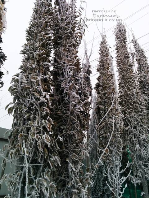 Питомник растений Природа зимой ФОТО