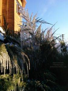 Питомник растений Природа зимой ФОТО (66)