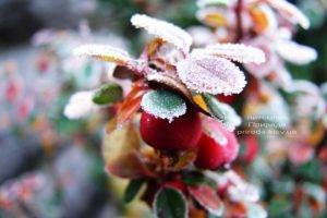 Питомник растений Природа зимой ФОТО (77)