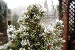 Питомник растений Природа зимой ФОТО (78)