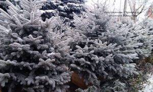 Питомник растений Природа зимой ФОТО (83)