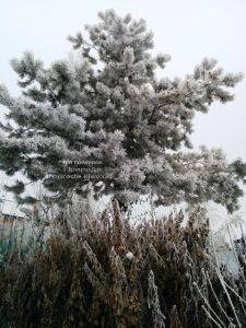 Питомник растений Природа зимой ФОТО (91)