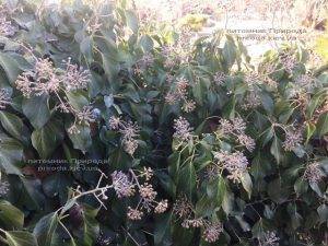 Плющ обыкновенный садовый (Hedera helix) ФОТО Питомник растений Природа (Priroda) (17)