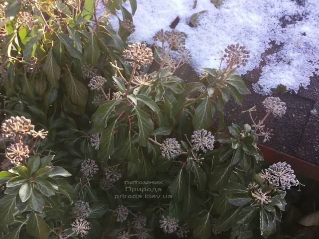 Плющ обыкновенный садовый (Hedera helix) ФОТО Питомник растений Природа (Priroda)
