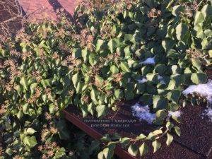 Плющ обыкновенный садовый (Hedera helix) ФОТО Питомник растений Природа (Priroda) (29)
