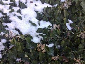 Плющ обыкновенный садовый (Hedera helix) ФОТО Питомник растений Природа (Priroda) (18)