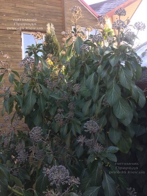 Плющ обыкновенный садовый (Hedera helix) ФОТО Питомник растений Природа (Priroda)