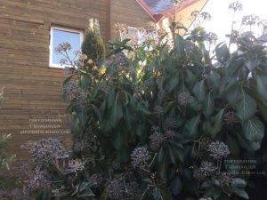 Плющ обыкновенный садовый (Hedera helix) ФОТО Питомник растений Природа (Priroda) (22)