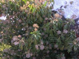 Плющ обыкновенный садовый (Hedera helix) ФОТО Питомник растений Природа (Priroda) (23)