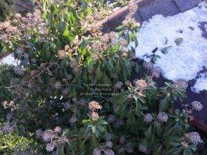 Плющ обыкновенный садовый (Hedera helix) ФОТО Питомник растений Природа (Priroda) (24)