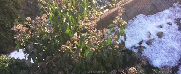 Плющ обыкновенный садовый (Hedera helix) ФОТО Питомник растений Природа (Priroda) (25)
