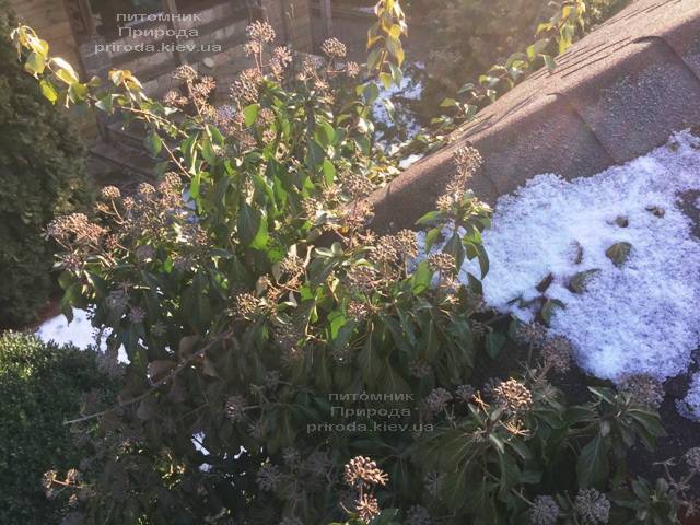 Плющ обыкновенный садовый (Hedera helix) ФОТО Питомник растений Природа (Priroda) (25)