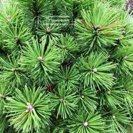 Сосна гірська Бенжамін (Pinus mugo Benjamin) ФОТО Розплідник рослин Природа (Priroda) (144)
