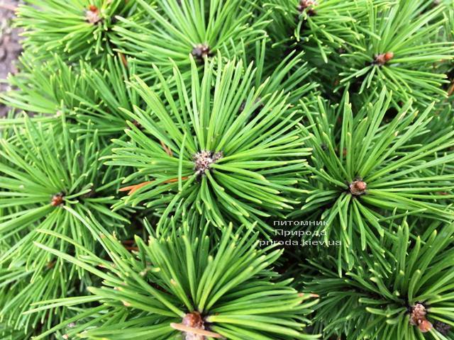 Сосна горная Бенжамин (Pinus mugo Benjamin) ФОТО Питомник растений Природа (Priroda) (146)