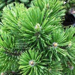 Сосна гірська Мумпіц (Pinus mugo Mumpitz) ФОТО Розплідник рослин Природа (Priroda) (132)
