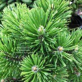 Сосна горная Мумпиц (Pinus mugo Mumpitz) ФОТО Питомник растений Природа (Priroda) (132)