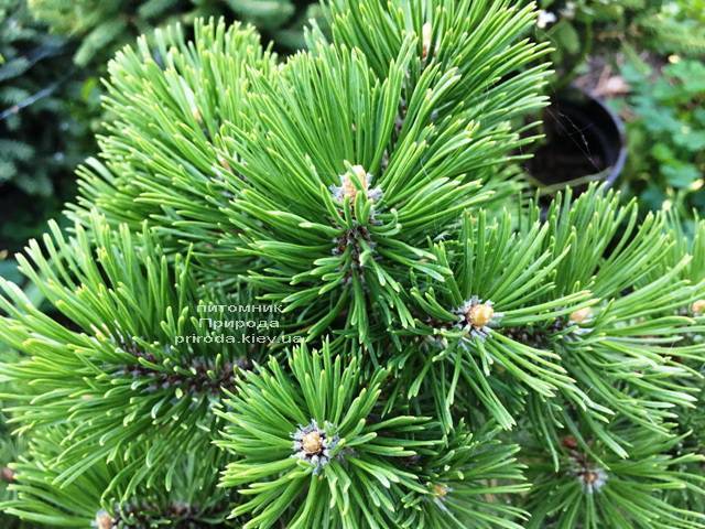 Сосна горная Мумпиц (Pinus mugo Mumpitz) ФОТО Питомник растений Природа (Priroda) (132)