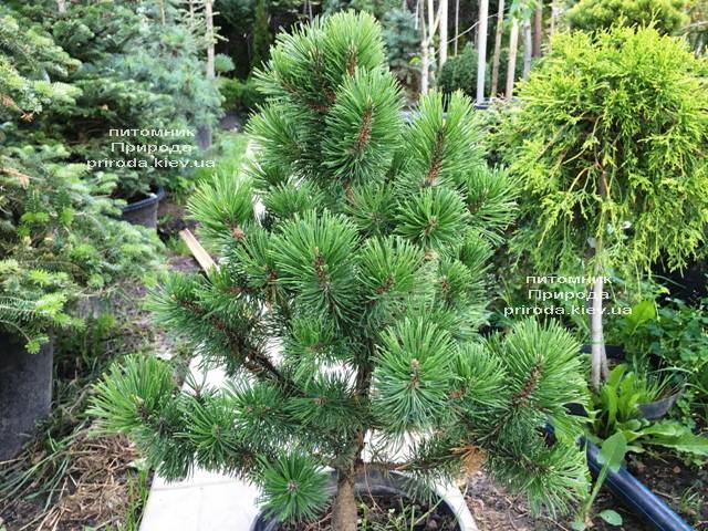 Сосна горная Мумпиц (Pinus mugo Mumpitz) ФОТО Питомник растений Природа (Priroda) (133)