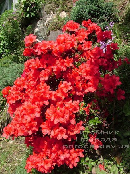 Азалия японская Фридолайн (Rhododendron Fridoline) ФОТО Питомник растений Природа (Priroda) (2)