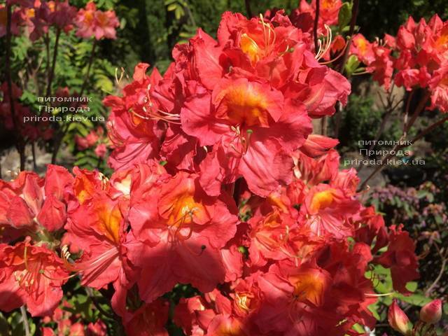 Азалия крупноцветковая Джуанита (Рододендрон листопадный Rhododendron Juanita) ФОТО Питомник растений Природа (Priroda) (114)