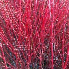 Дерен белый Сибирика (Cornus alba Sibirica) ФОТО Питомник растений Природа (Priroda) (33)