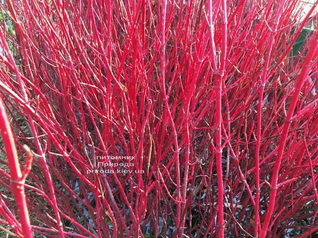 Дерен белый Сибирика (Cornus alba Sibirica) ФОТО Питомник растений Природа (Priroda) (33)