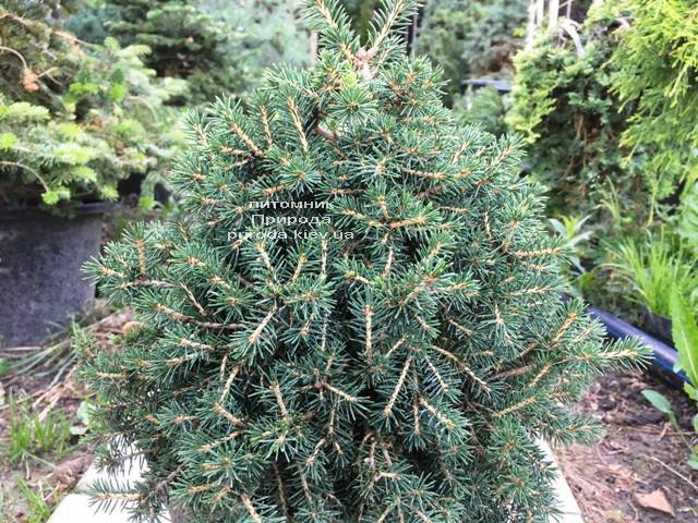 Ель обыкновенная Данс Дварф (Picea abies Dan's Dwarf) ФОТО Питомник растений Природа (Priroda) (348)