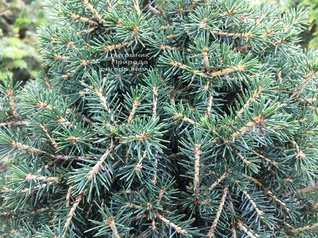 Ель обыкновенная Данс Дварф (Picea abies Dan's Dwarf) ФОТО Питомник растений Природа (Priroda) (350)