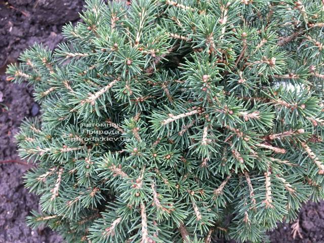 Ель обыкновенная Данс Дварф (Picea abies Dan's Dwarf) ФОТО Питомник растений Природа (Priroda) (352)