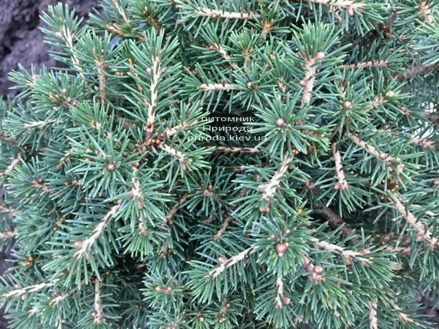 Ель обыкновенная Данс Дварф (Picea abies Dan's Dwarf) ФОТО Питомник растений Природа (Priroda) (353)