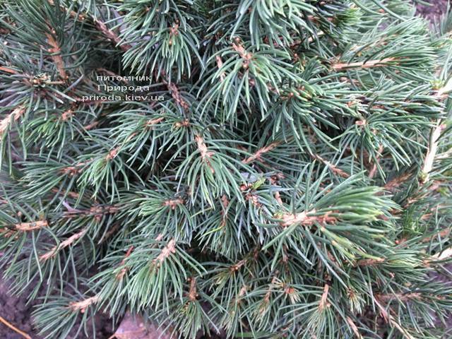 Ель обыкновенная Томпа (Picea abies Tompa) ФОТО Питомник растений Природа (Priroda) (356)