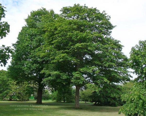 Клен остролистный (Acer platanoides) ФОТО Питомник растений Природа (Priroda) (44)