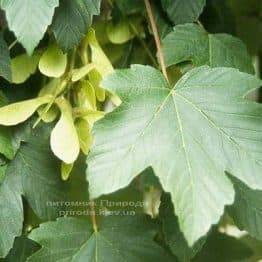 Клен ложноплатановий / Явір (Acer pseudoplatanus) ФОТО Розплідник рослин Природа (Priroda) (45)