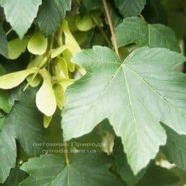 Клен ложноплатановый / Явор (Acer pseudoplatanus) ФОТО Питомник растений Природа (Priroda) (45)