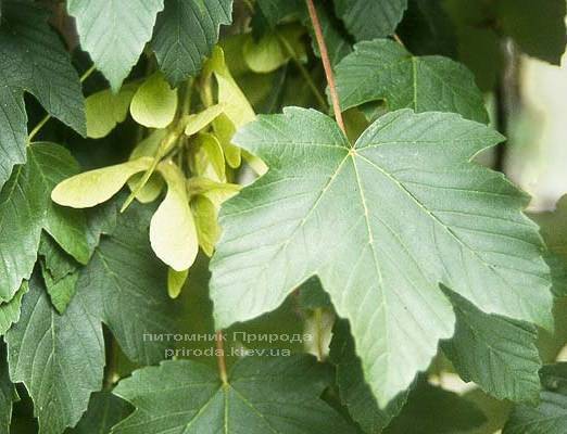 Клен ложноплатановый / Явор (Acer pseudoplatanus) ФОТО Питомник растений Природа (Priroda) (45)