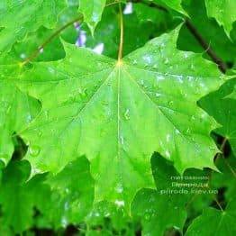 Клен гостролистий (Acer platanoides) ФОТО Розплідник рослин Природа (Priroda) (42)