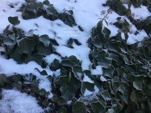 Плющ садовый вечнозелёный обыкновенный зимой на улице ФОТО Питомник растений Природа (Priroda) (30)