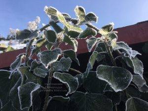 Плющ садовый вечнозелёный обыкновенный зимой на улице ФОТО Питомник растений Природа (Priroda) (39)