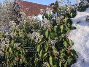 Плющ садовый вечнозелёный обыкновенный зимой на улице ФОТО Питомник растений Природа (Priroda) (40)