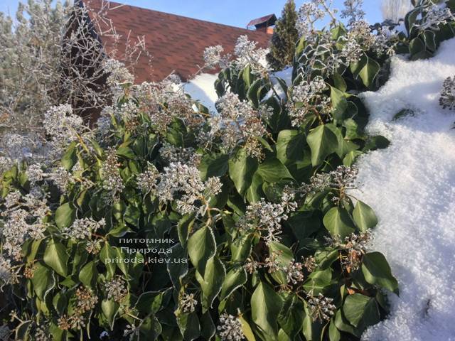Плющ садовый вечнозелёный обыкновенный зимой на улице ФОТО Питомник растений Природа (Priroda) (11)