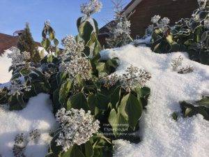 Плющ садовый вечнозелёный обыкновенный зимой на улице ФОТО Питомник растений Природа (Priroda) (41)