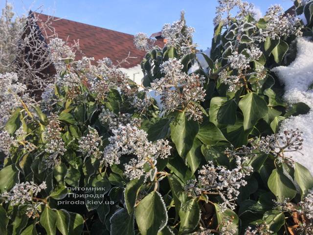 Плющ садовый вечнозелёный обыкновенный зимой на улице ФОТО Питомник растений Природа (Priroda) (13)
