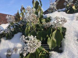 Плющ садовый вечнозелёный обыкновенный зимой на улице ФОТО Питомник растений Природа (Priroda) (43)