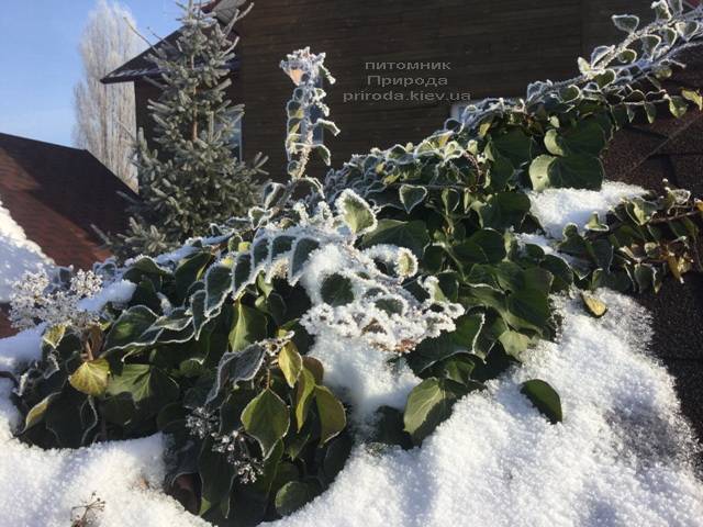 Плющ садовый вечнозелёный обыкновенный зимой на улице ФОТО Питомник растений Природа (Priroda) (16)