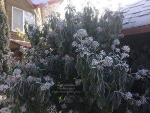 Плющ садовый вечнозелёный обыкновенный зимой на улице ФОТО Питомник растений Природа (Priroda) (46)