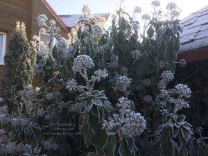 Плющ садовый вечнозелёный обыкновенный зимой на улице ФОТО Питомник растений Природа (Priroda) (47)
