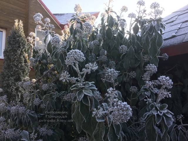 Плющ садовый вечнозелёный обыкновенный зимой на улице ФОТО Питомник растений Природа (Priroda) (18)