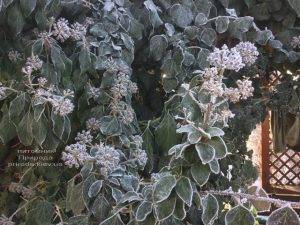 Плющ садовый вечнозелёный обыкновенный зимой на улице ФОТО Питомник растений Природа (Priroda) (48)