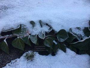 Плющ садовый вечнозелёный обыкновенный зимой на улице ФОТО Питомник растений Природа (Priroda) (31)